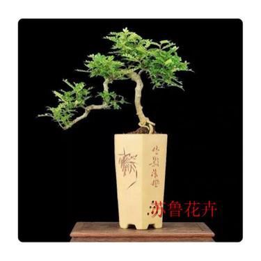 自然驅(qū)蚊又美觀 打造自制花草驅(qū)蚊工藝品