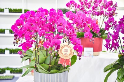 花漾生活，融合自然與日常——第三屆廣州國際(流溪)花卉博覽會(huì)側(cè)記