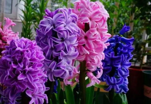 網(wǎng)絡(luò)技術(shù)研究 數(shù)字花園里的“花卉”，美麗更勝玫瑰