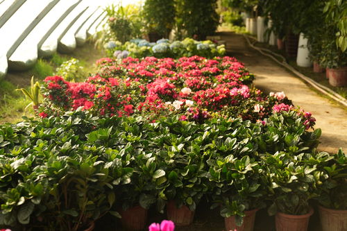 五彩花卉迎新春 網絡技術助歡喜過大年